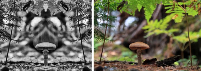 Mushroom #1 comparison