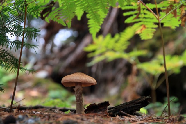 Mushroom 1 photo IMG_5694 watermark