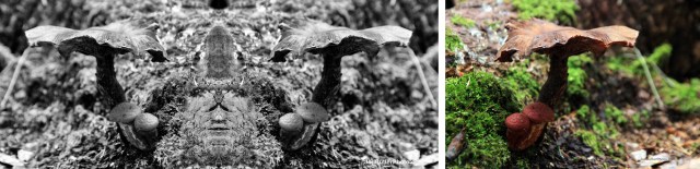 Mushroom 2 comparison