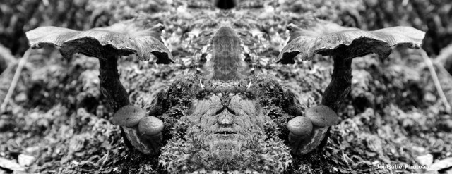 Mushroom 2 watermark