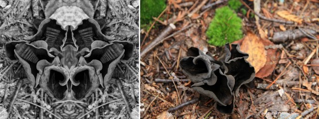 Mushroom 3 comparison