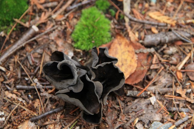 Mushroom 3 photo IMG_5397
