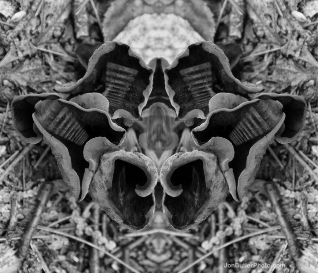 Mushroom 3 photo IMG_5636 watermark