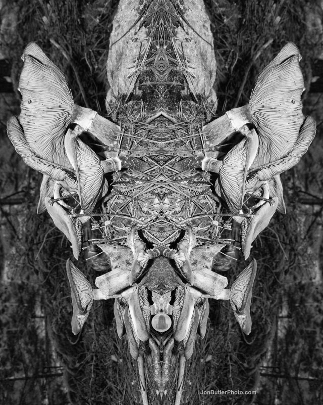 Mushroom 4 watermark