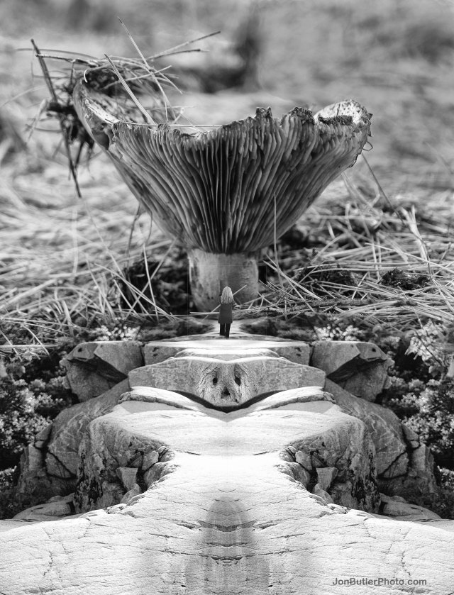 Mushroom 5 watermark