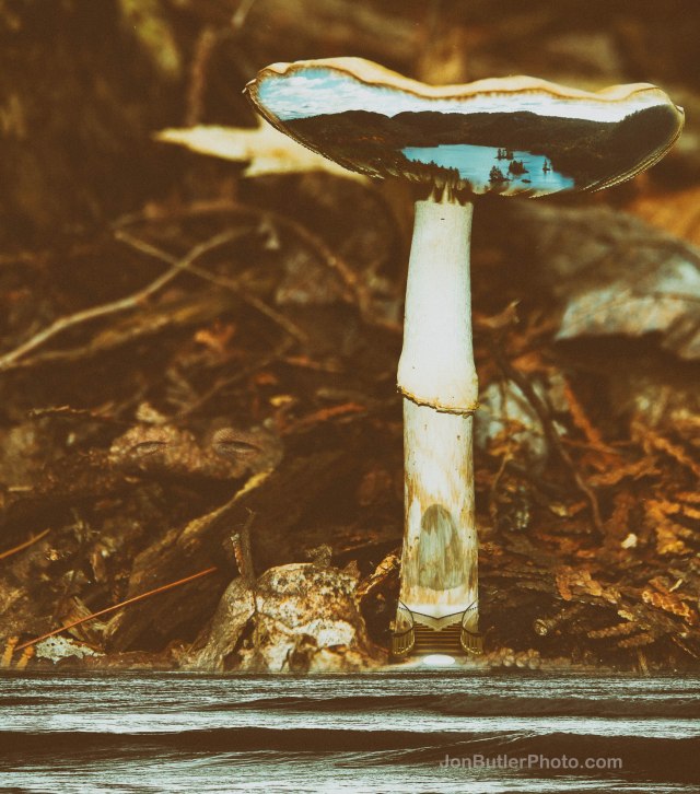 Mushroom 6 colour watermark