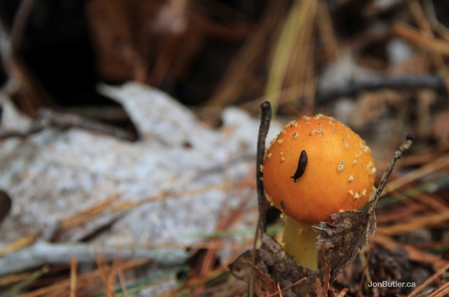 Life watermark IMG_5407